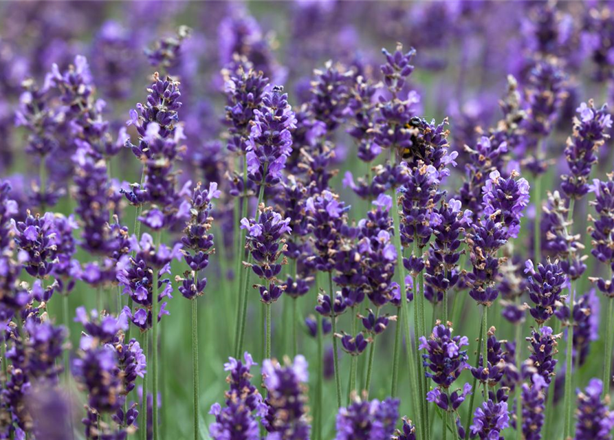 Lavandula angustifolia 'Hidcote Blue'