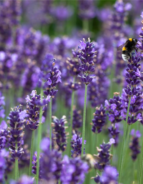 Lavandula angustifolia 'Hidcote Blue'