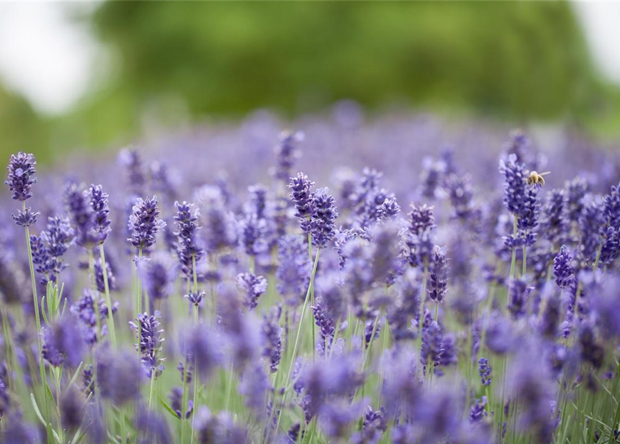 Lavandula angustifolia 'Hidcote Blue'