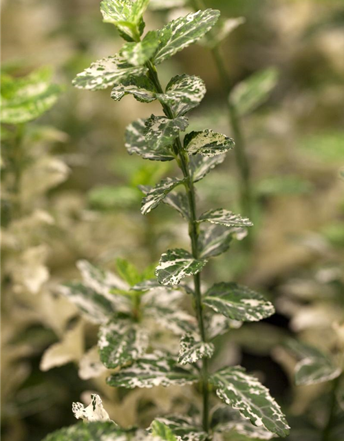 Euonymus fortunei 'Harlequin'