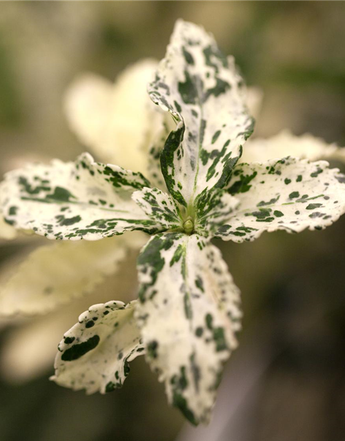 Euonymus fortunei 'Harlequin'