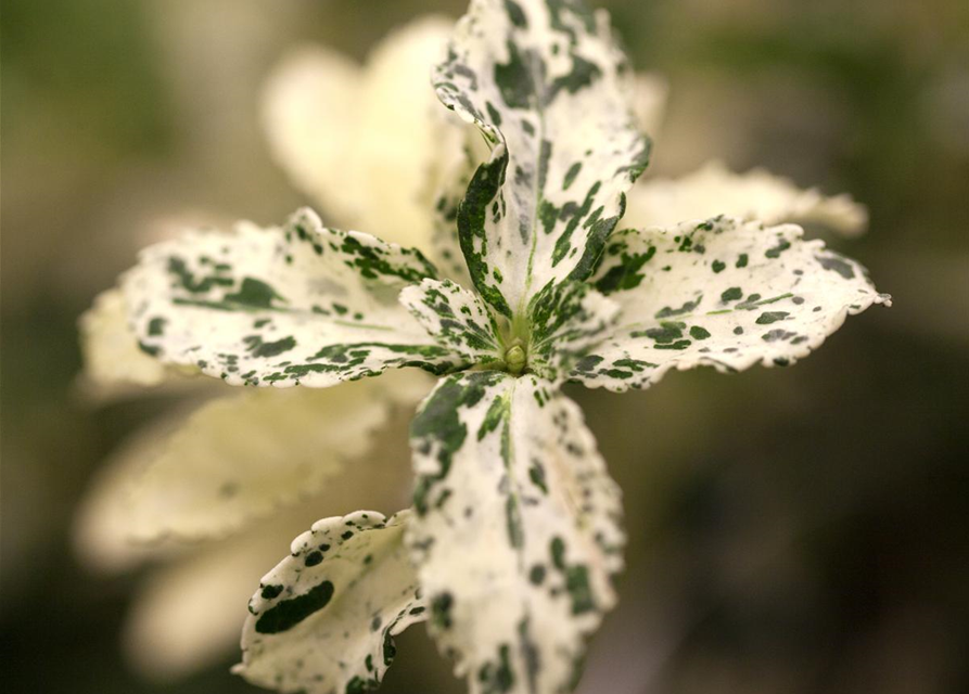 Euonymus fortunei 'Harlequin'