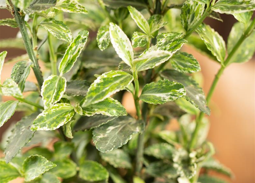 Euonymus fortunei 'Harlequin'