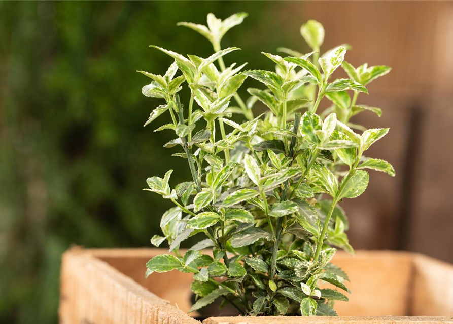 Euonymus fortunei 'Harlequin'