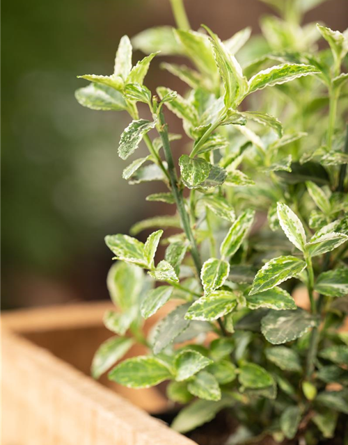 Euonymus fortunei 'Harlequin'