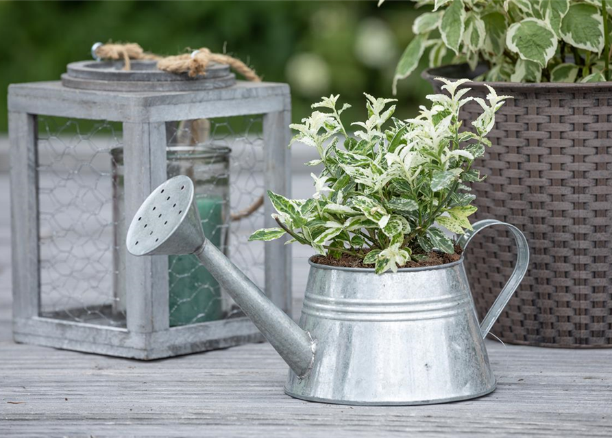 Euonymus fortunei 'Harlequin'