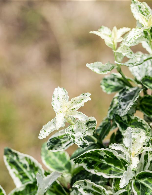 Euonymus fortunei 'Harlequin'