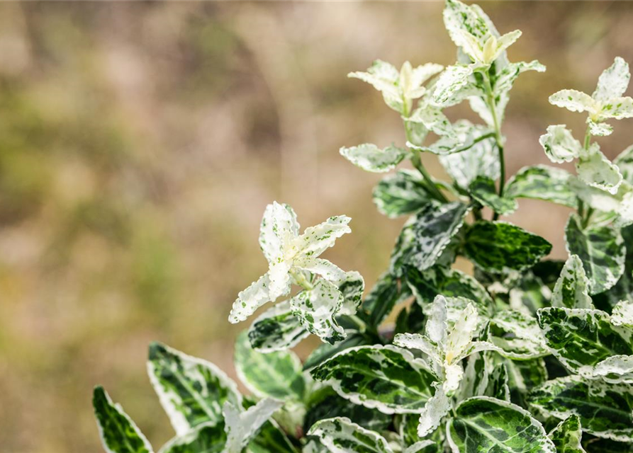 Euonymus fortunei 'Harlequin'