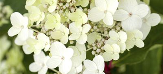 Hydrangea paniculata 'Vanille Fraise'®