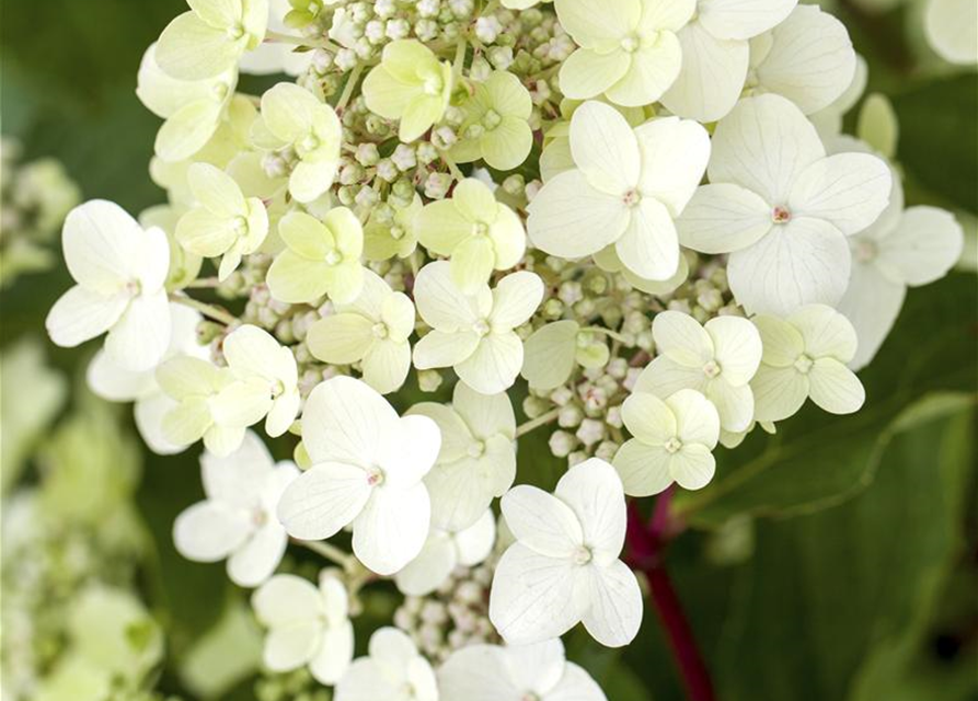 Hydrangea paniculata 'Vanille Fraise'®