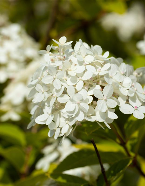 Hydrangea paniculata 'Vanille Fraise'®