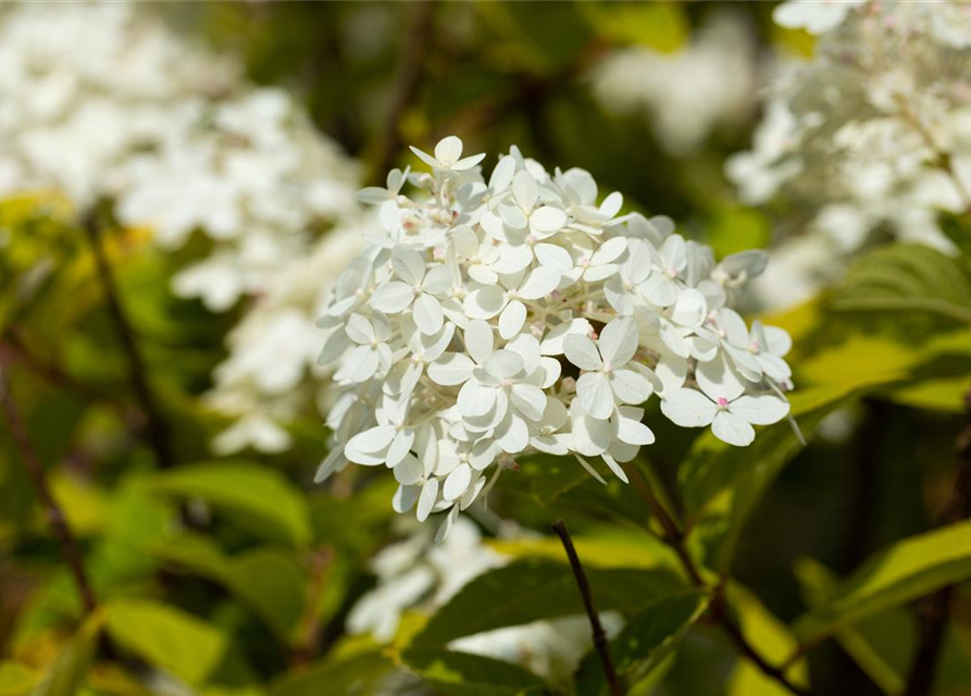 Hydrangea paniculata 'Vanille Fraise'®