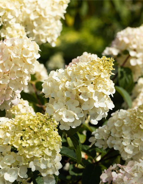 Hydrangea paniculata 'Vanille Fraise'®