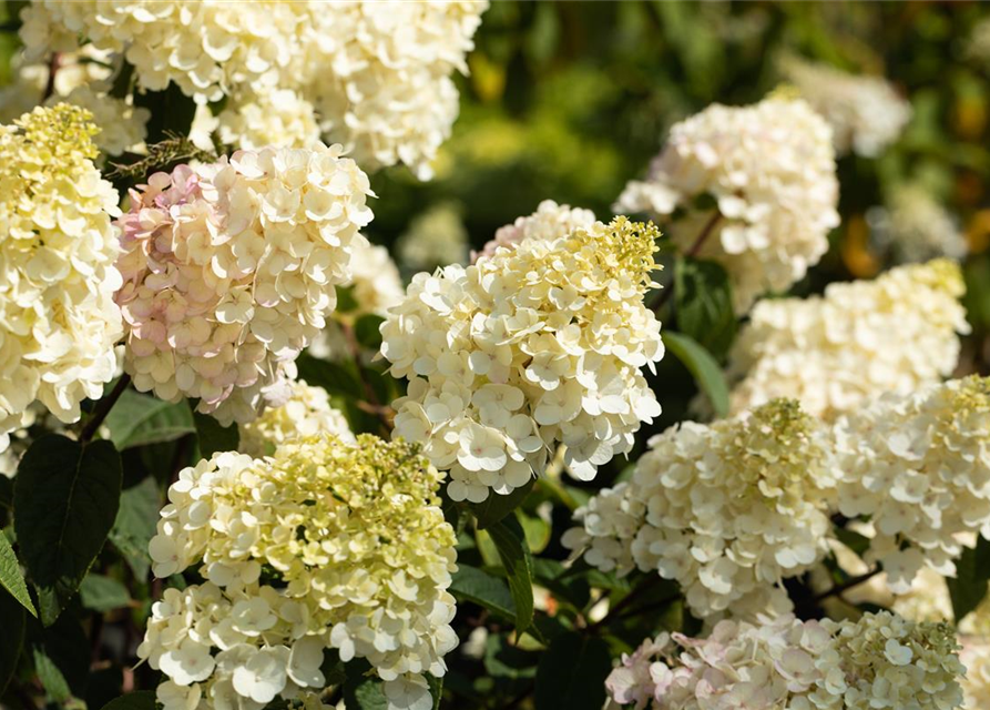 Hydrangea paniculata 'Vanille Fraise'®