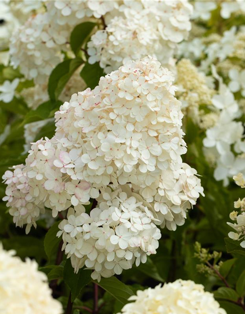 Hydrangea paniculata 'Vanille Fraise'®