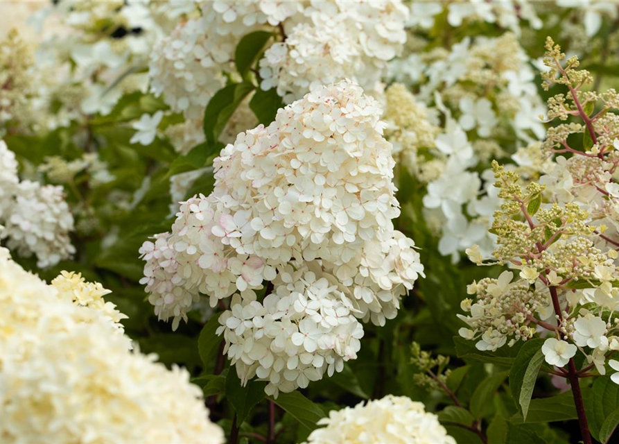 Hydrangea paniculata 'Vanille Fraise'®