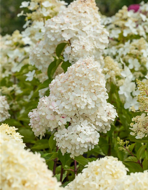 Hydrangea paniculata 'Vanille Fraise'®