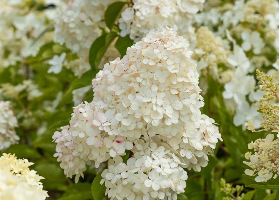 Hydrangea paniculata 'Vanille Fraise'®