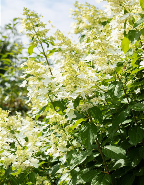 Hydrangea paniculata 'Vanille Fraise'®