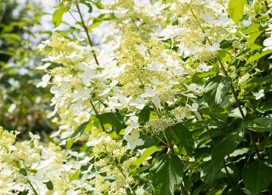 Hydrangea paniculata 'Vanille Fraise'®