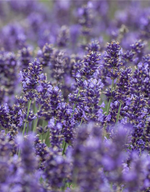 Lavandula angustifolia, blau