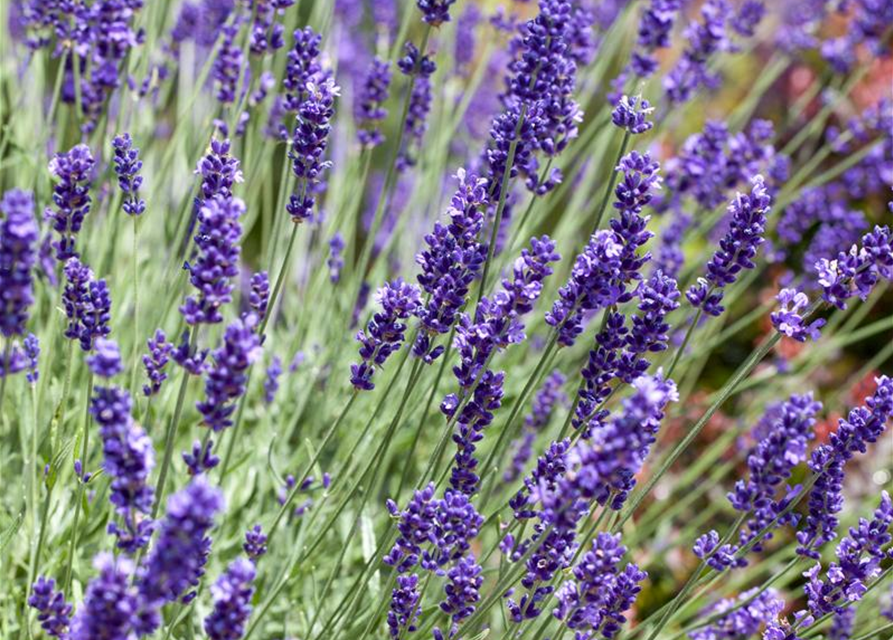 Lavandula angustifolia, blau