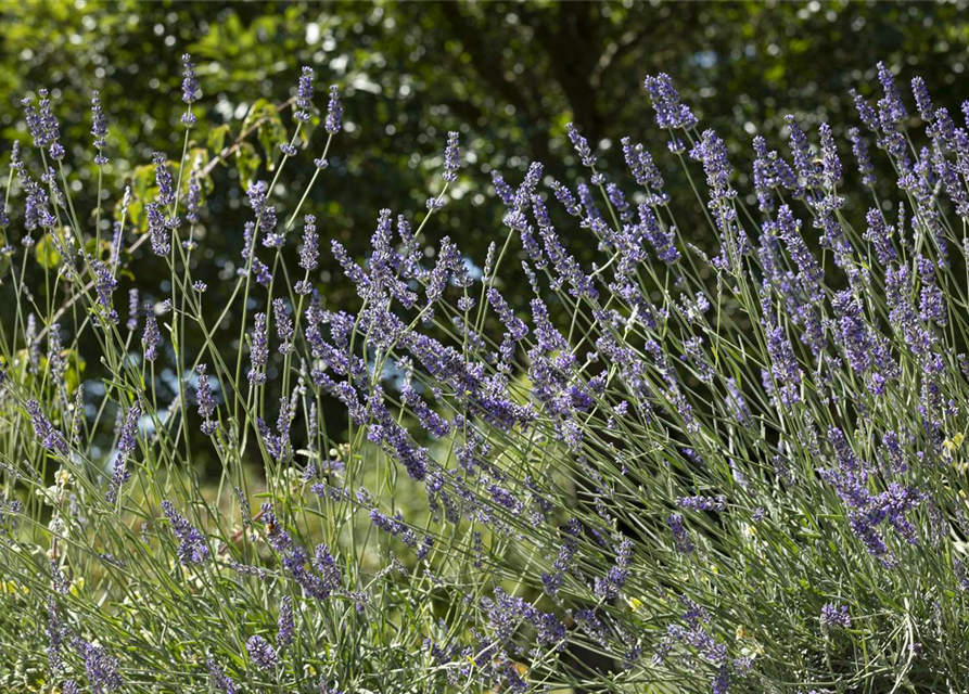 Lavandula angustifolia, blau