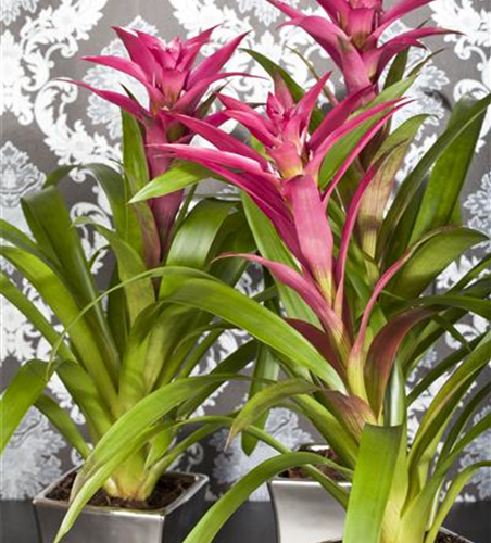 Guzmania