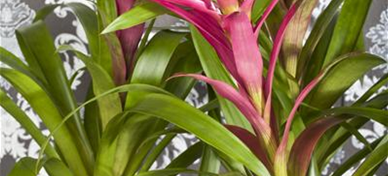 Guzmania