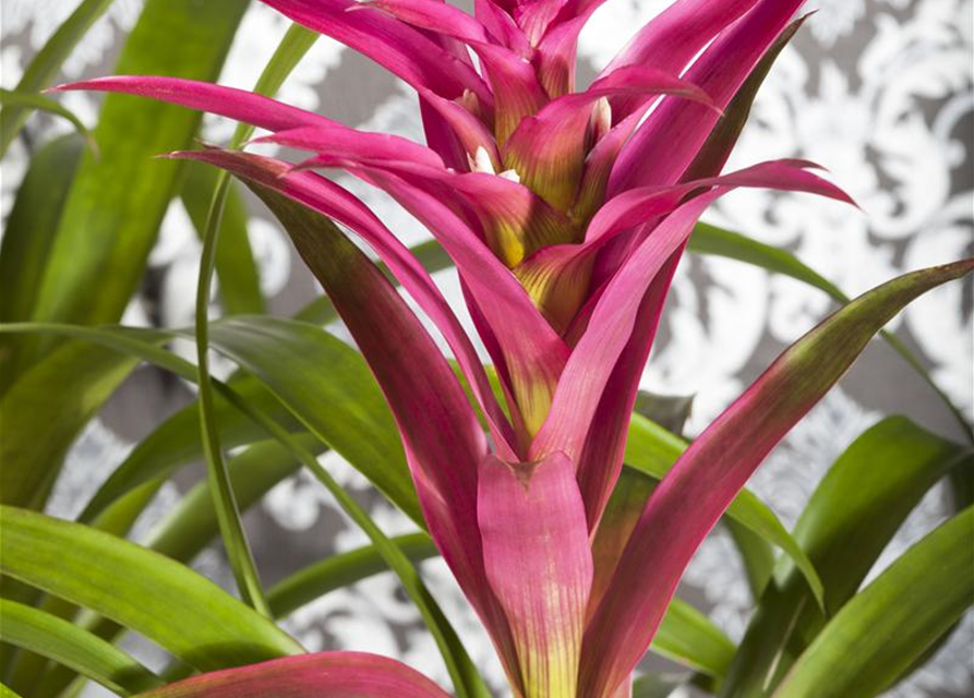 Guzmania