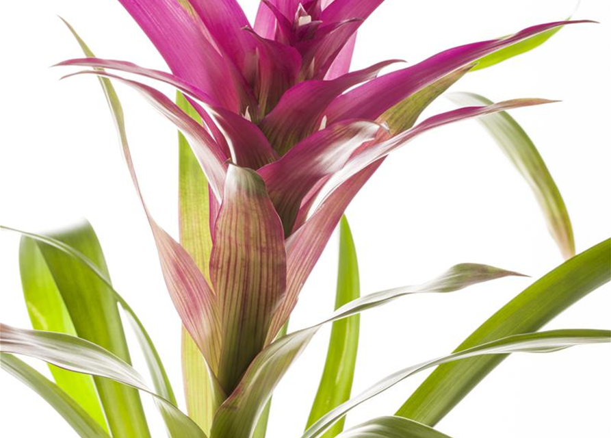 Guzmania