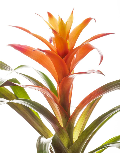 Guzmania