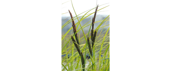 WIE GRäSER DEN GARTEN AUFWERTEN