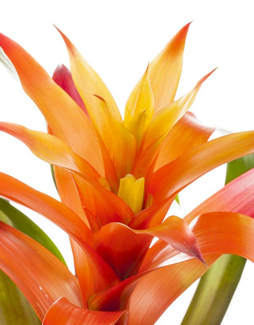 Guzmania