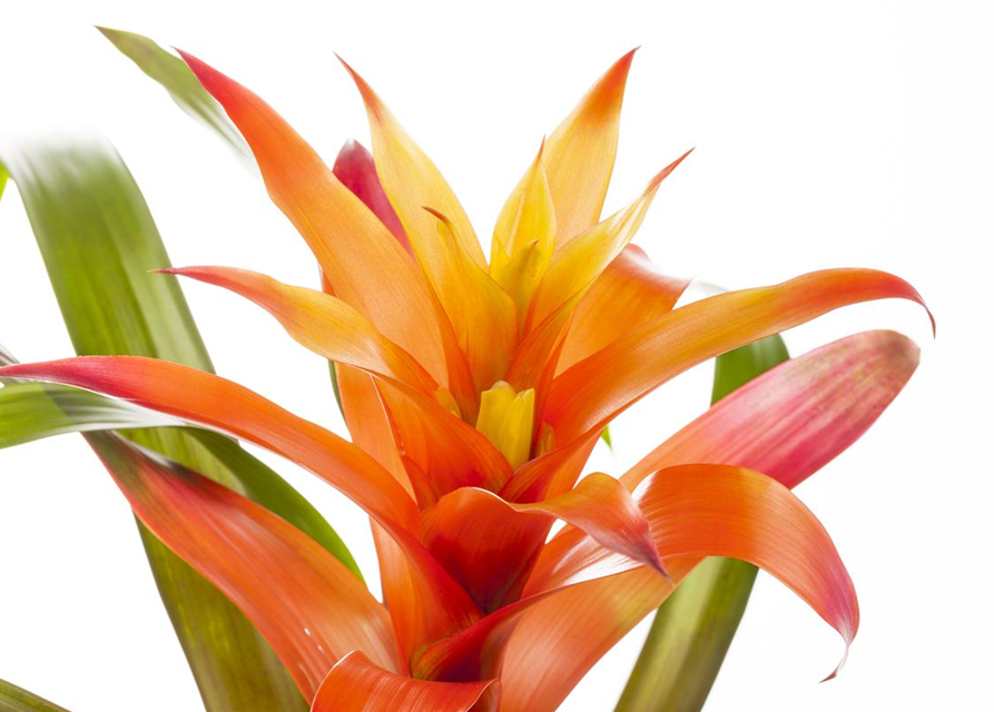 Guzmania