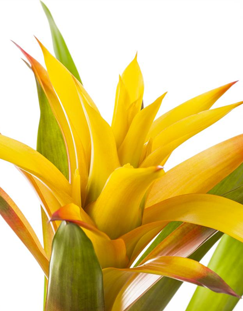 Guzmania