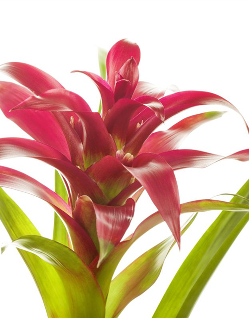 Guzmania