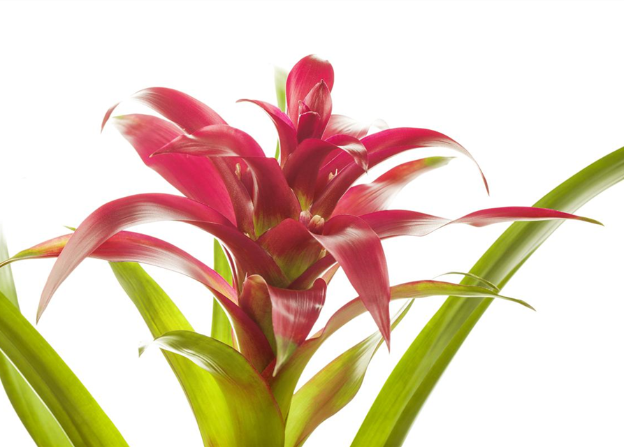 Guzmania