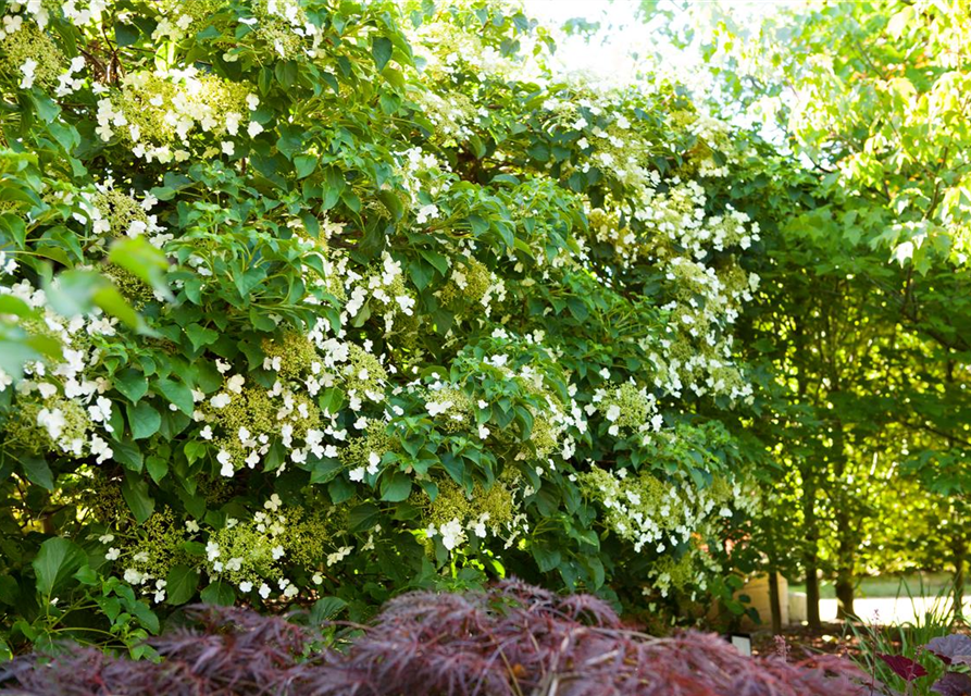 Hydrangea petiolaris