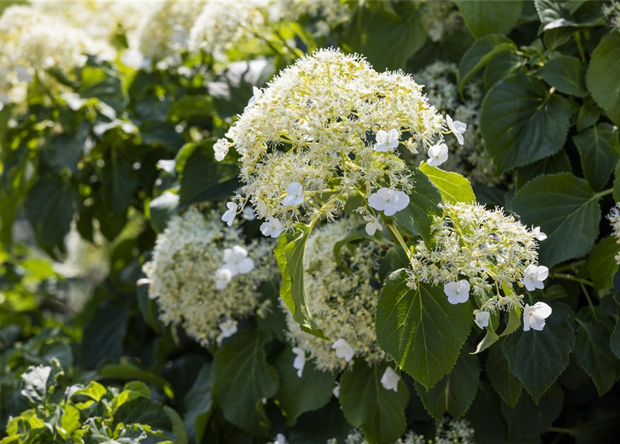 Hydrangea petiolaris