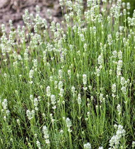 Lavandula angustifolia, weiß