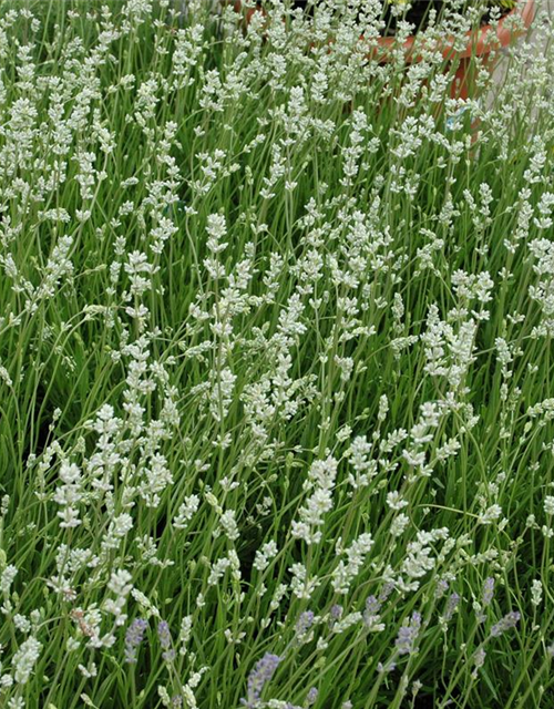 Lavandula angustifolia, weiß