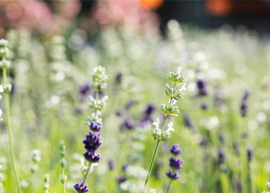 Lavandula angustifolia, weiß