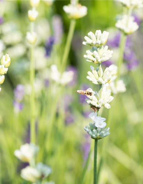 Lavandula angustifolia, weiß