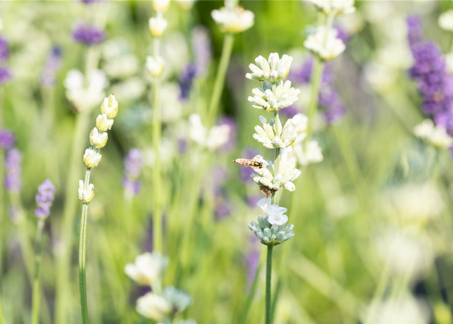 Lavandula angustifolia, weiß