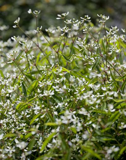 Euphorbia hypericifolia