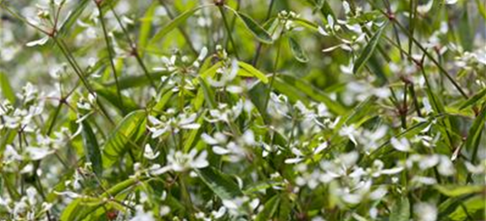 Euphorbia hypericifolia