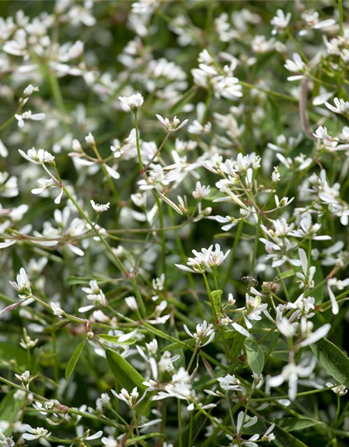 Euphorbia hypericifolia