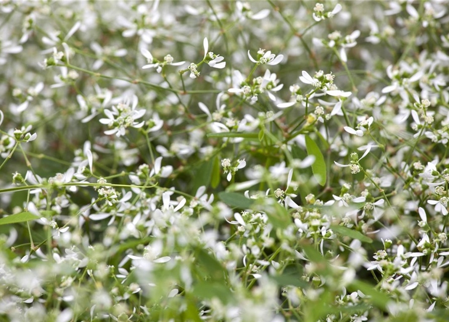 Euphorbia hypericifolia