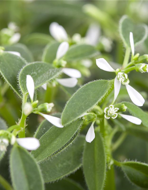 Euphorbia hypericifolia